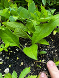 Whorled Rosin Weed (Silphium trifoliatum)