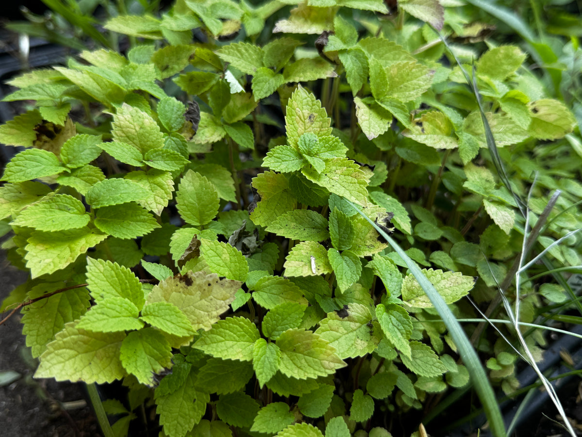 Yellow Giant Hyssop (Agastache nepetoides)