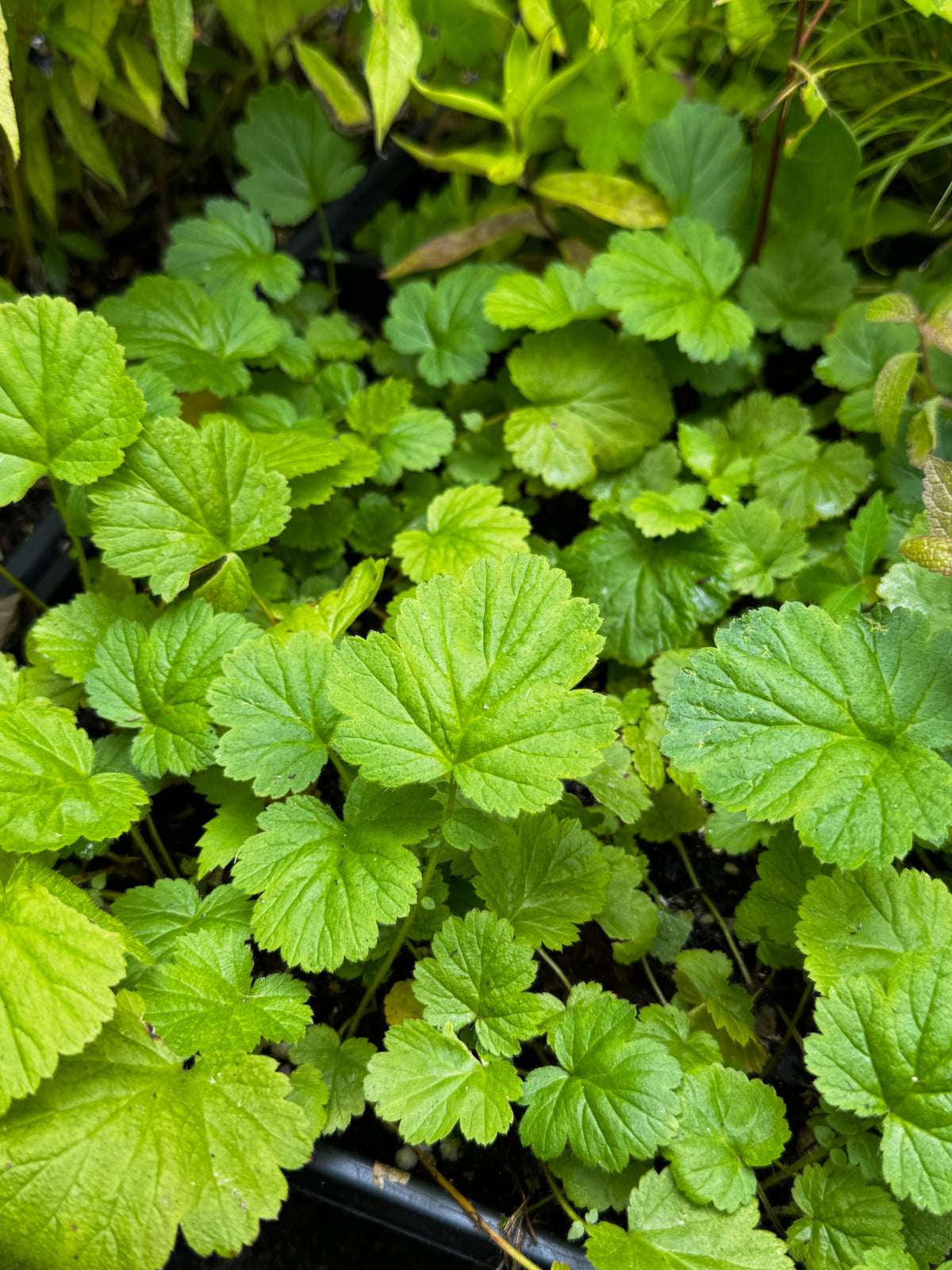 Purple Avens (Geum rivale)