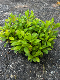 Giant Goldenrod (Solidago gigantea)