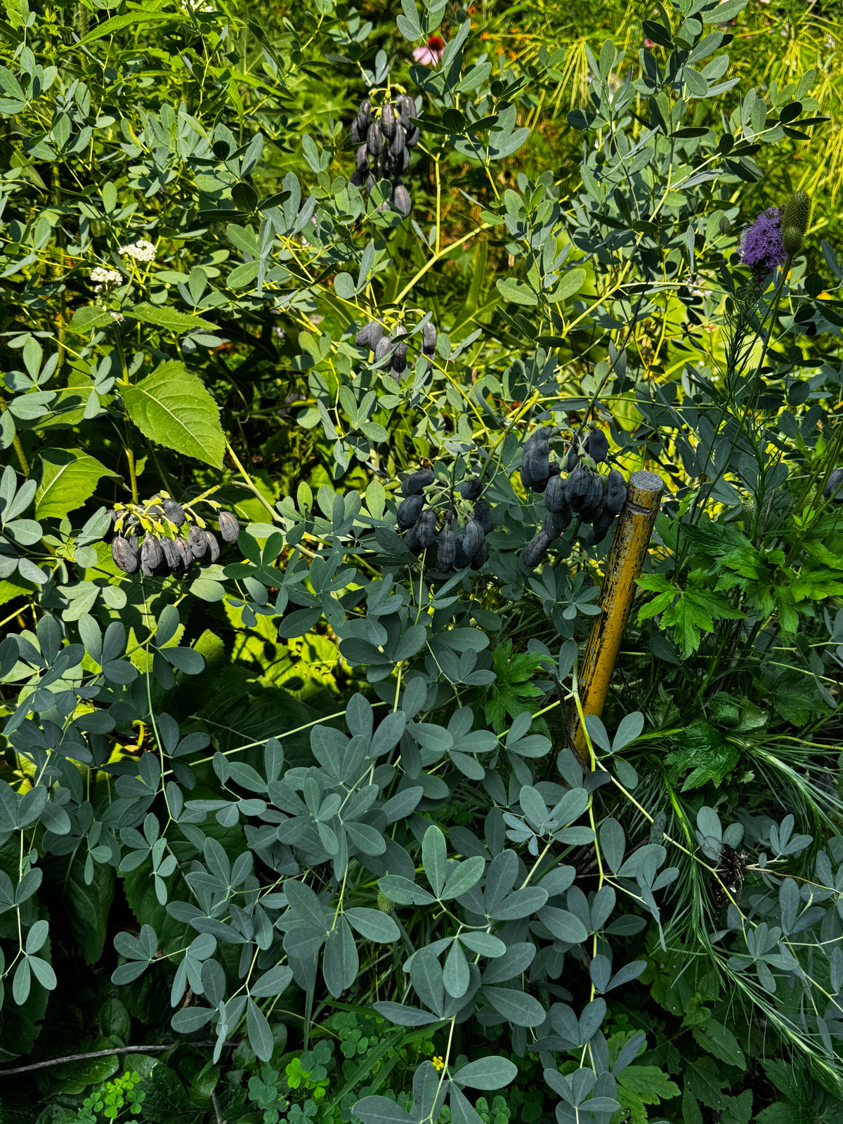 White Wild Indigo (Baptisia Lactea)