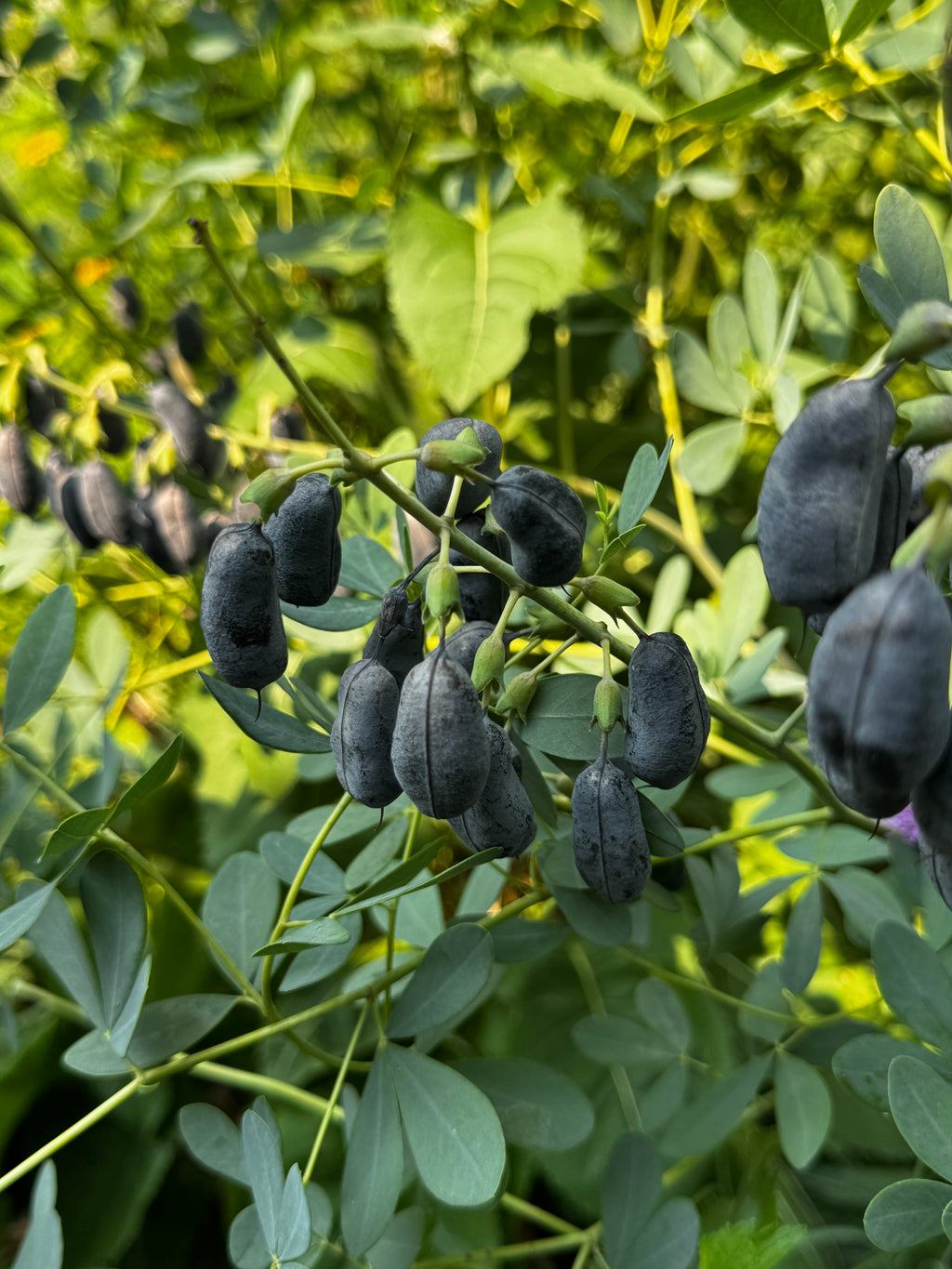 White Wild Indigo (Baptisia Lactea)