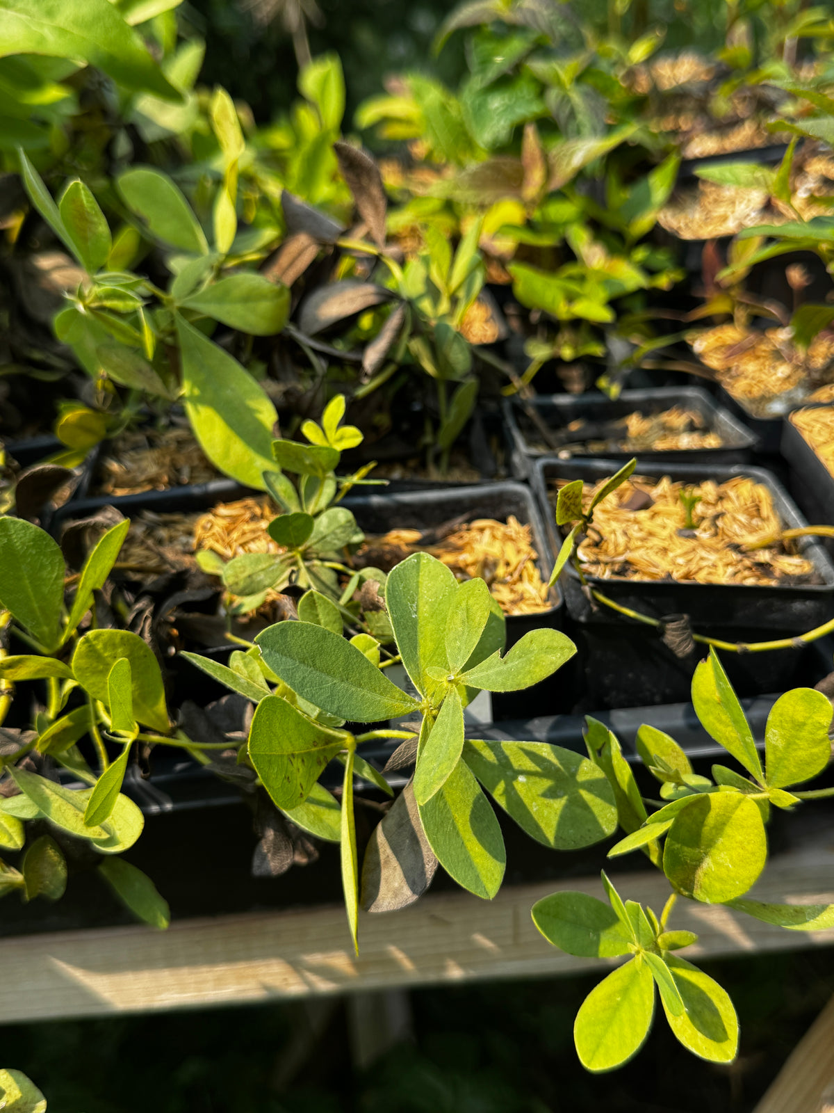 Cream Wild Indigo (Baptisia Bracteata)