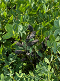 Blue Wild Indigo (Baptisia australis)