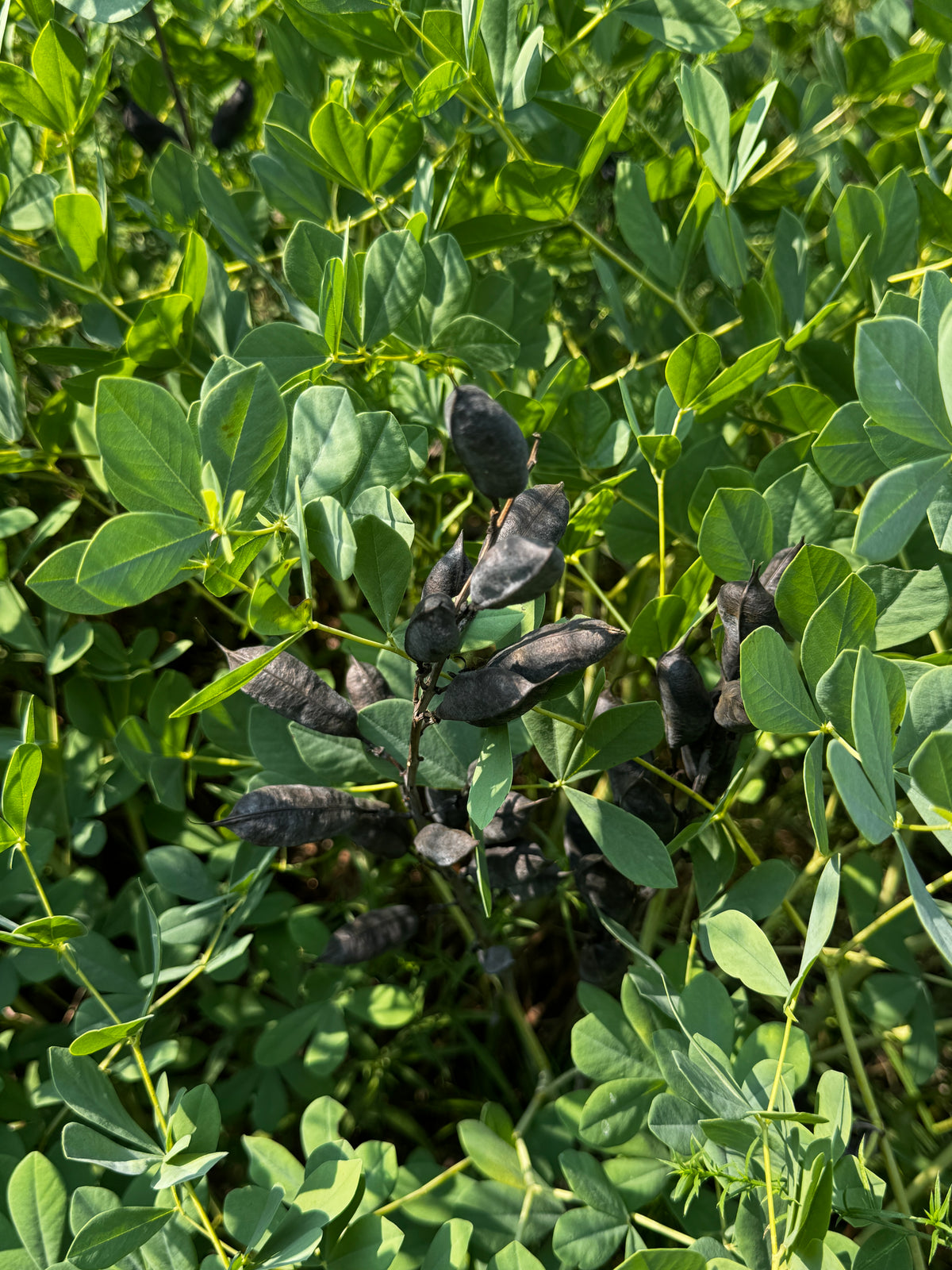 Blue Wild Indigo (Baptisia australis)