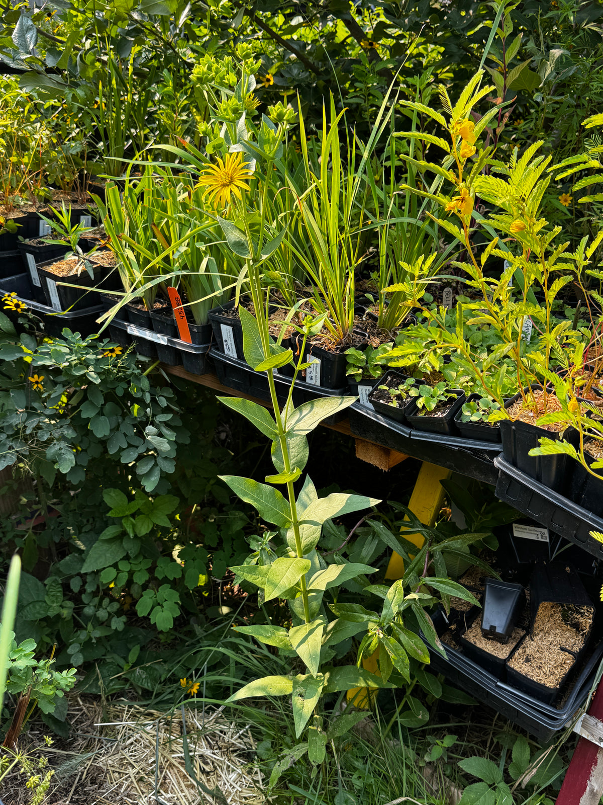 Rosinweed (Silphium integrifolium)