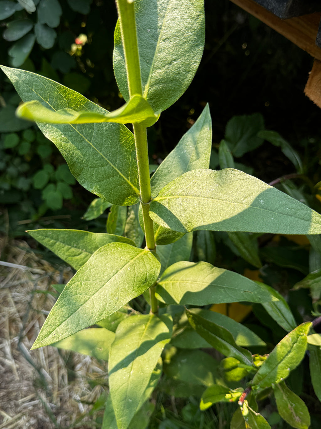Rosinweed (Silphium integrifolium)