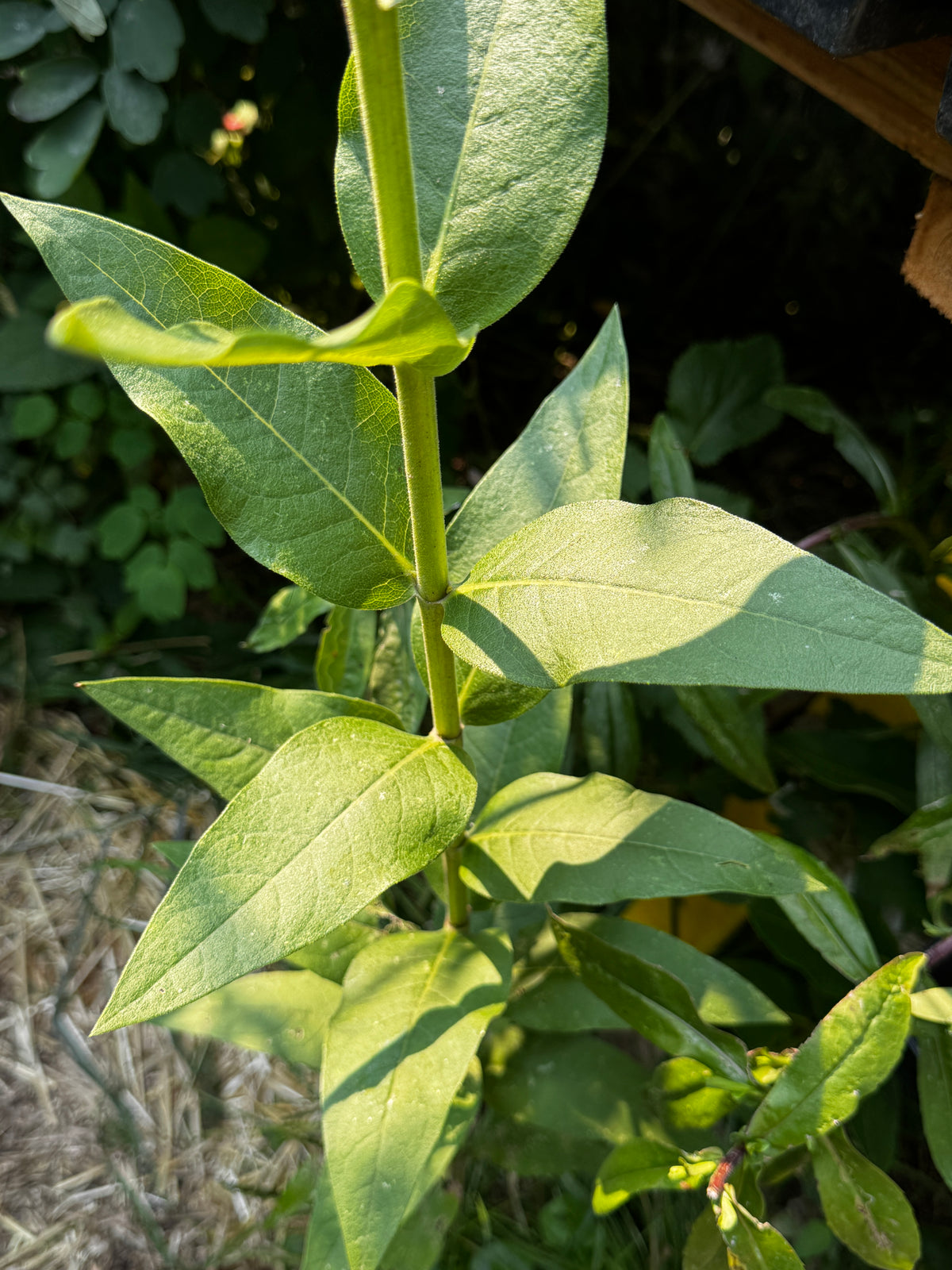 Rosinweed (Silphium integrifolium)
