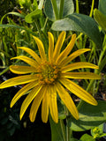 Rosinweed (Silphium integrifolium)