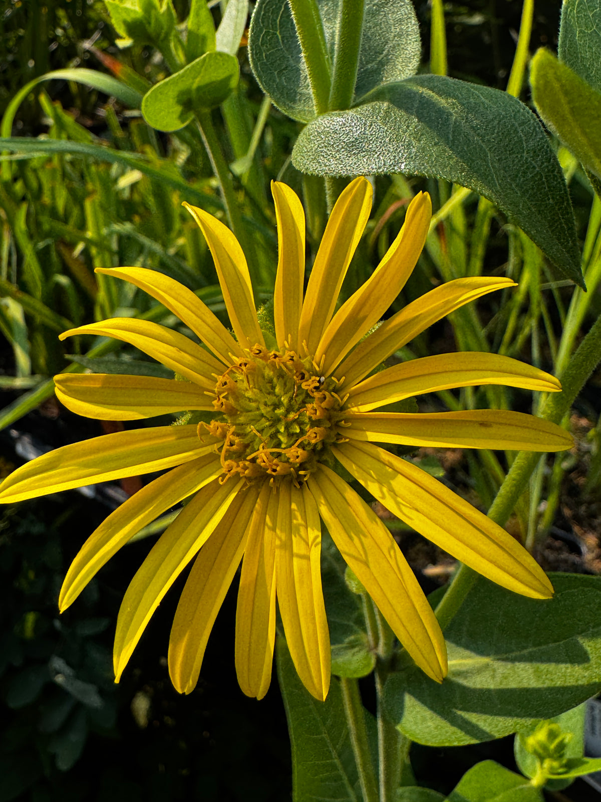 Rosinweed (Silphium integrifolium)
