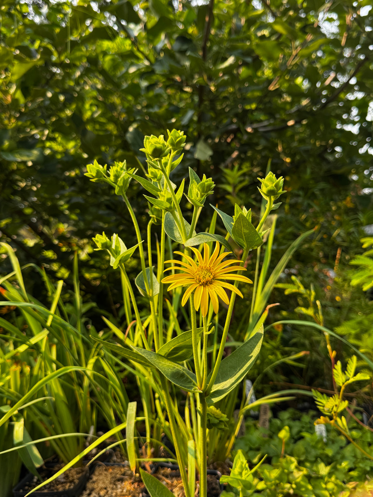 Rosinweed (Silphium integrifolium)