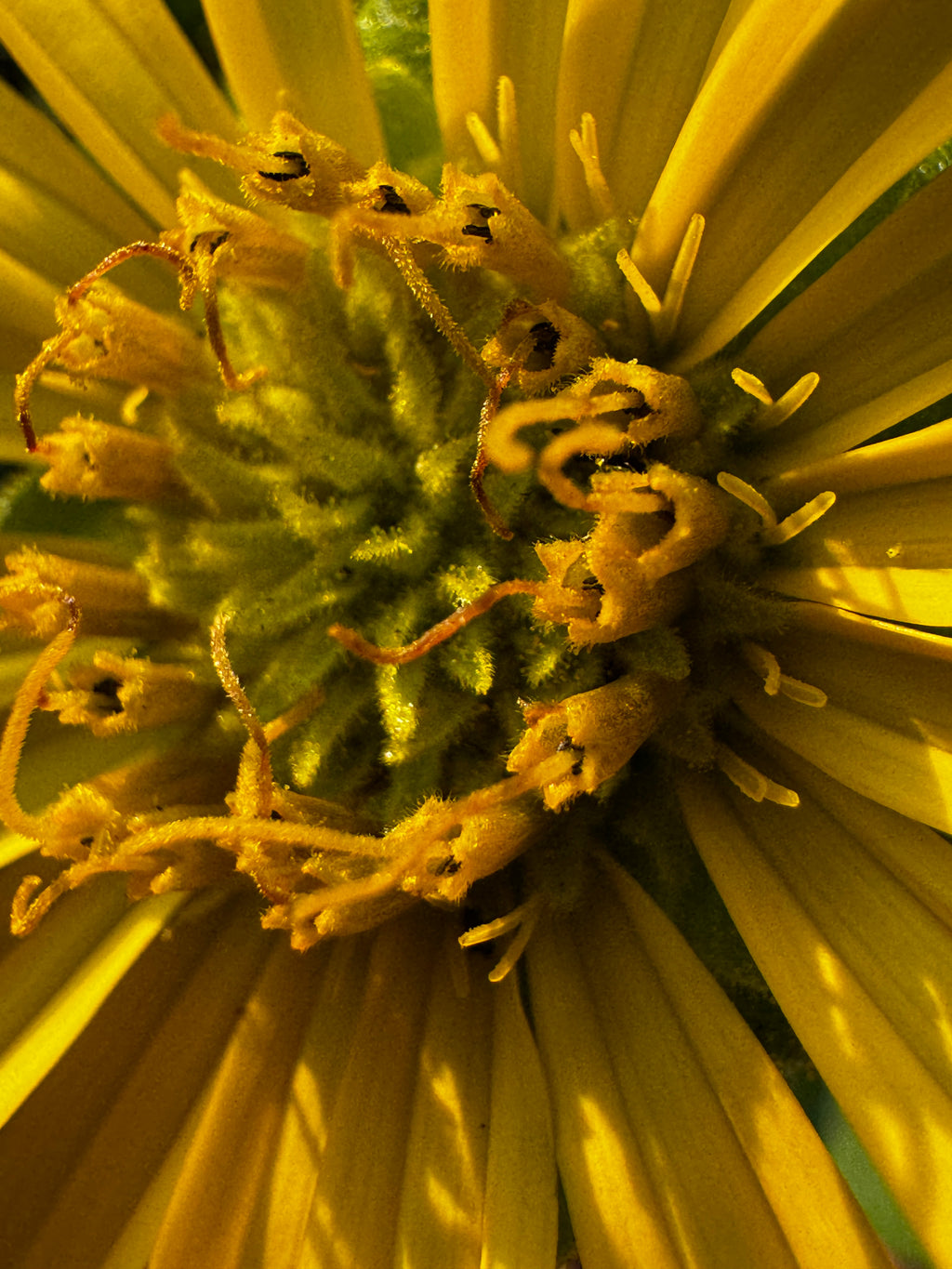 Rosinweed (Silphium integrifolium)