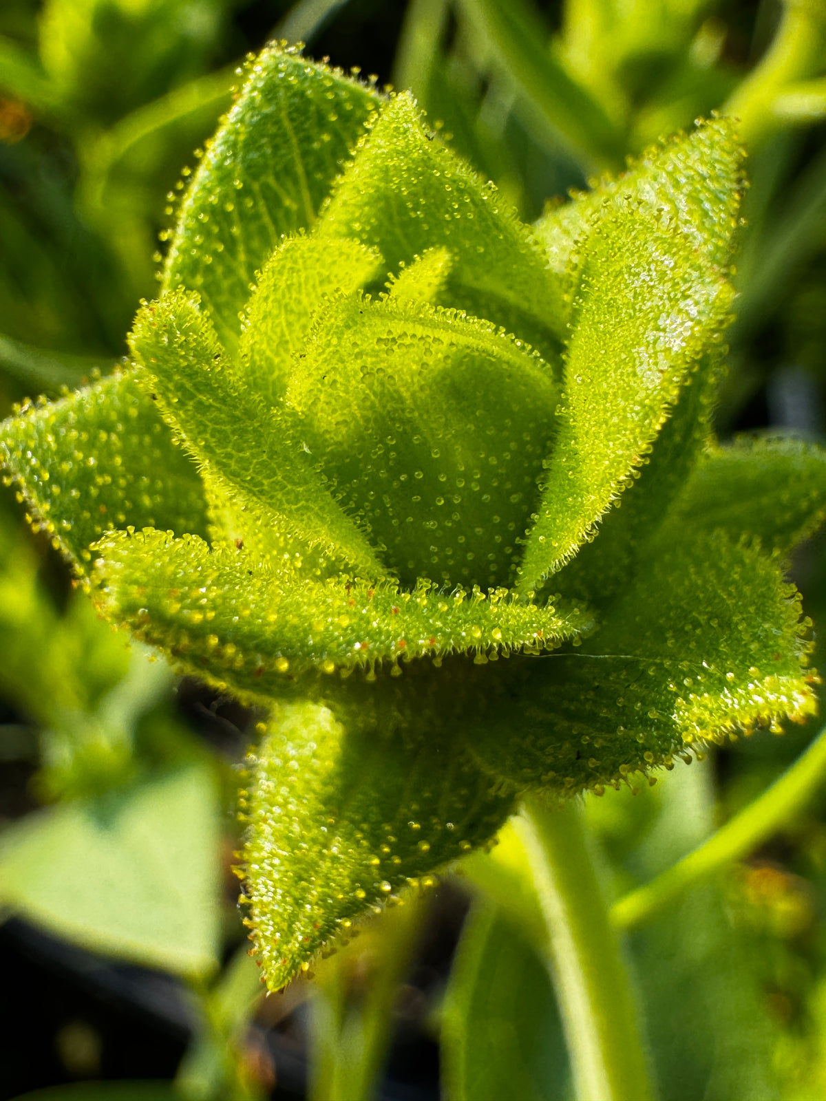 Rosinweed (Silphium integrifolium)