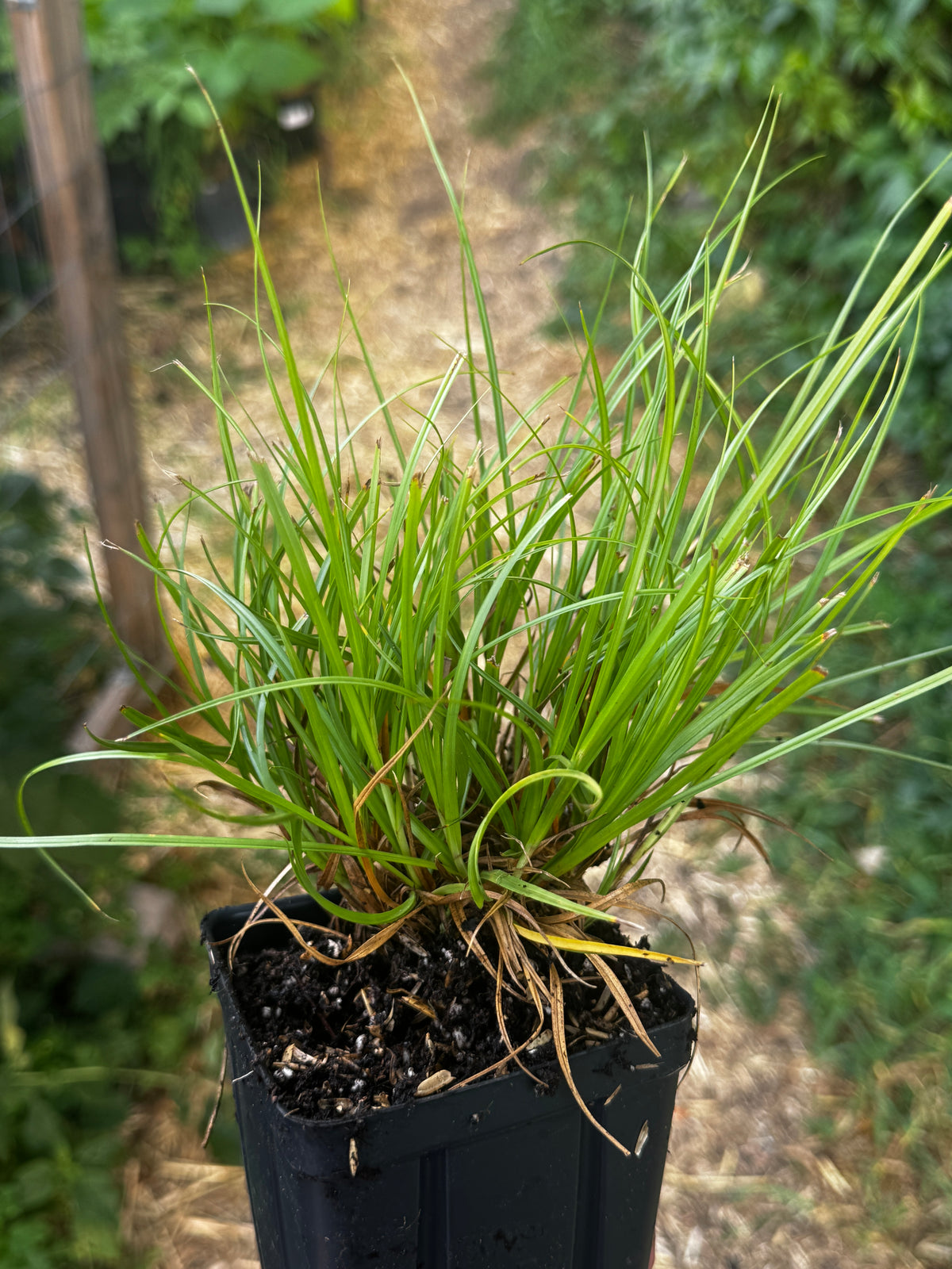 Plains Oval Sedge (Carex brevior)