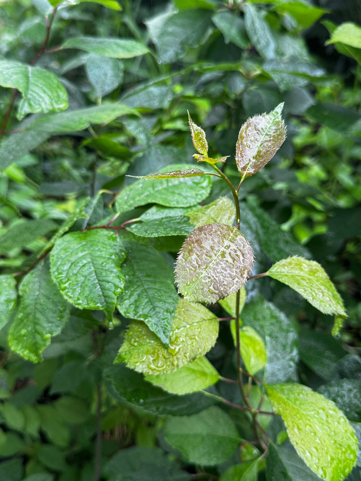 Winterberry (Ilex Verticillata)