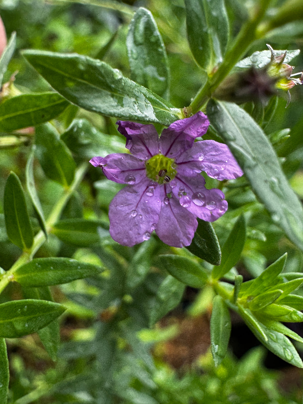 Winged Loosestrife (Lythrum Alatum)