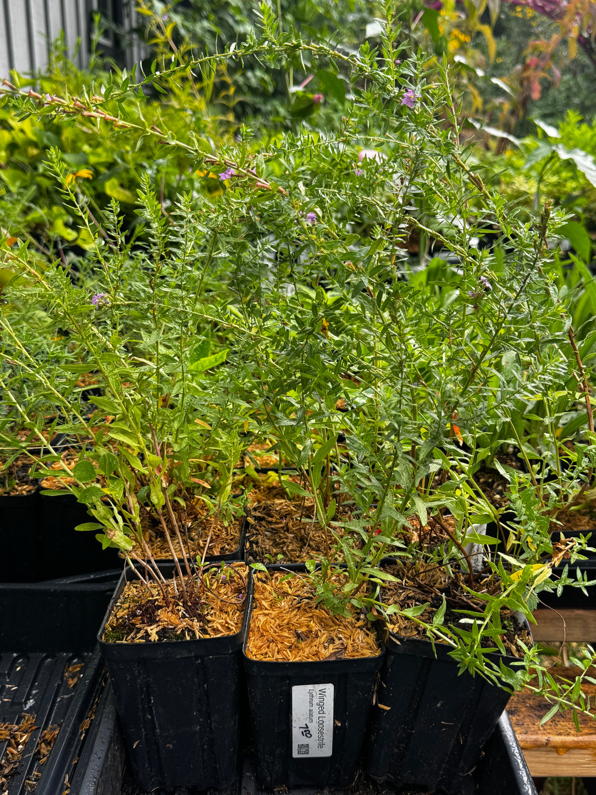 Winged Loosestrife (Lythrum Alatum)
