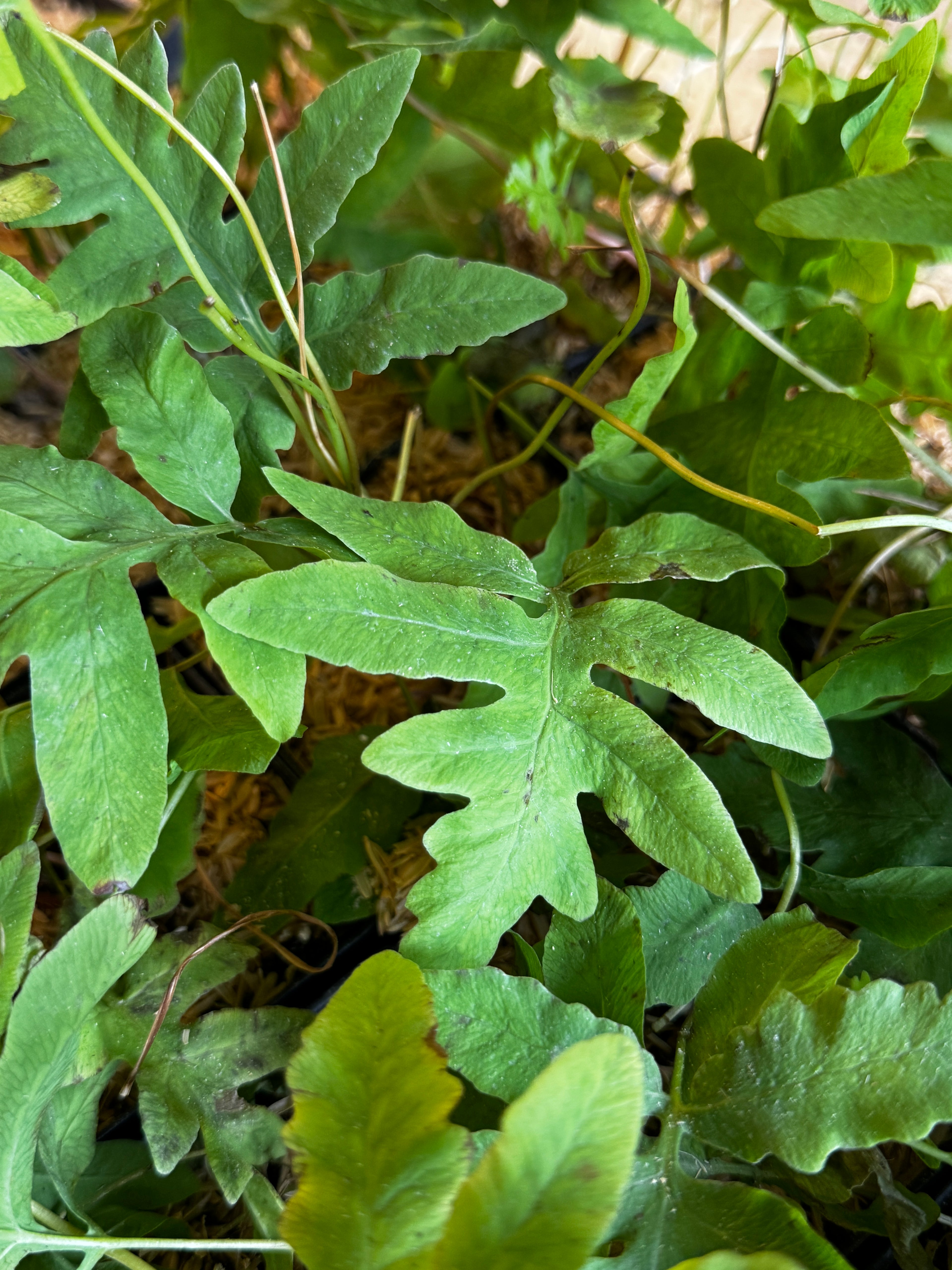 Sensitive Fern (Onoclea sensibilis)