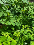 Tall Meadow Rue (Thalictrum Dasycarpum)