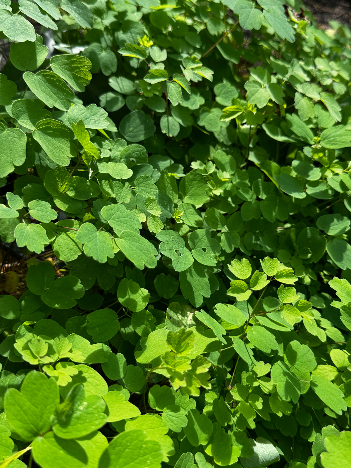Tall Meadow Rue (Thalictrum Dasycarpum)