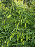 River Oats (Chasmanthium Latifolium)