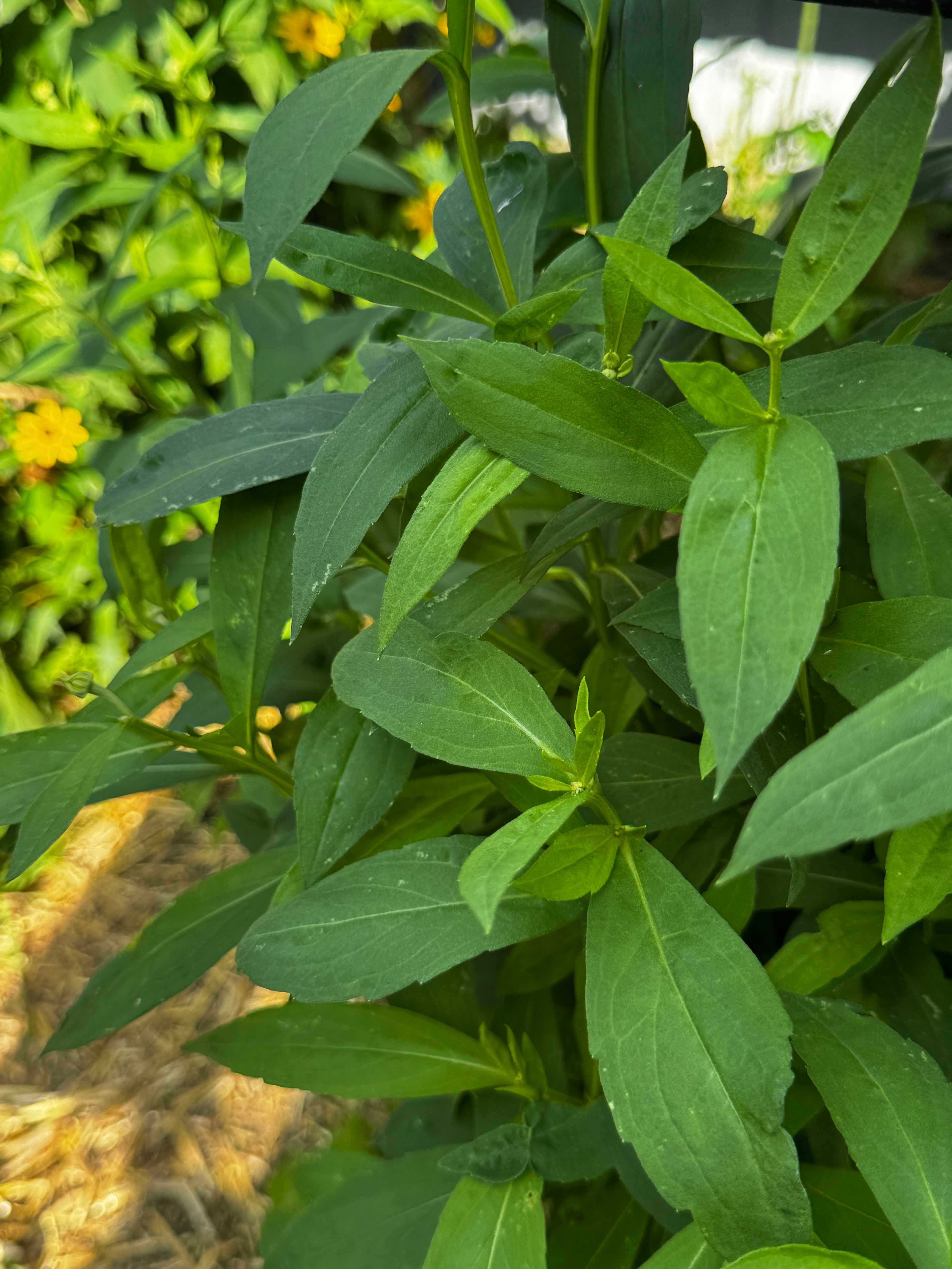 Sneezeweed (Helenium Autuminale)