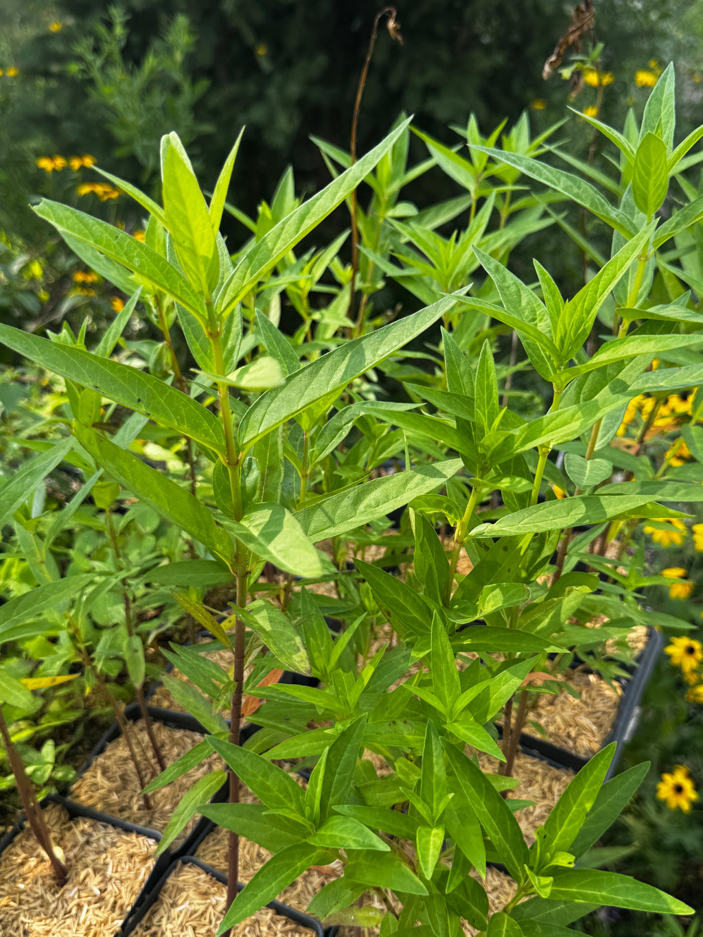 Swamp Milkweed (Asclepias Incarnata)