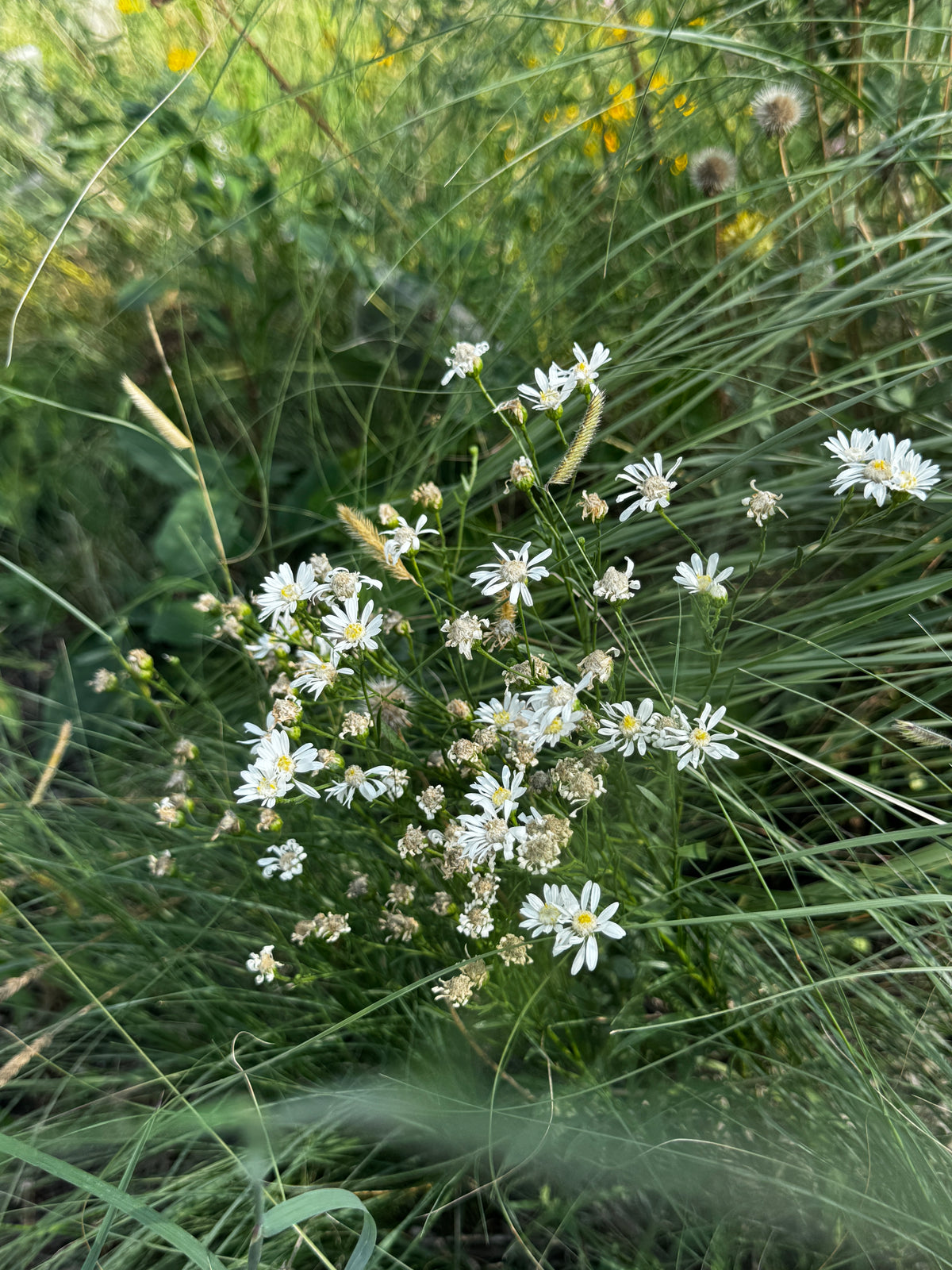 Upland White Goldenrod (Oligoneuron Album)