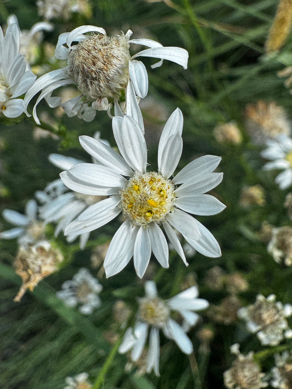 Upland White Goldenrod (Oligoneuron Album)