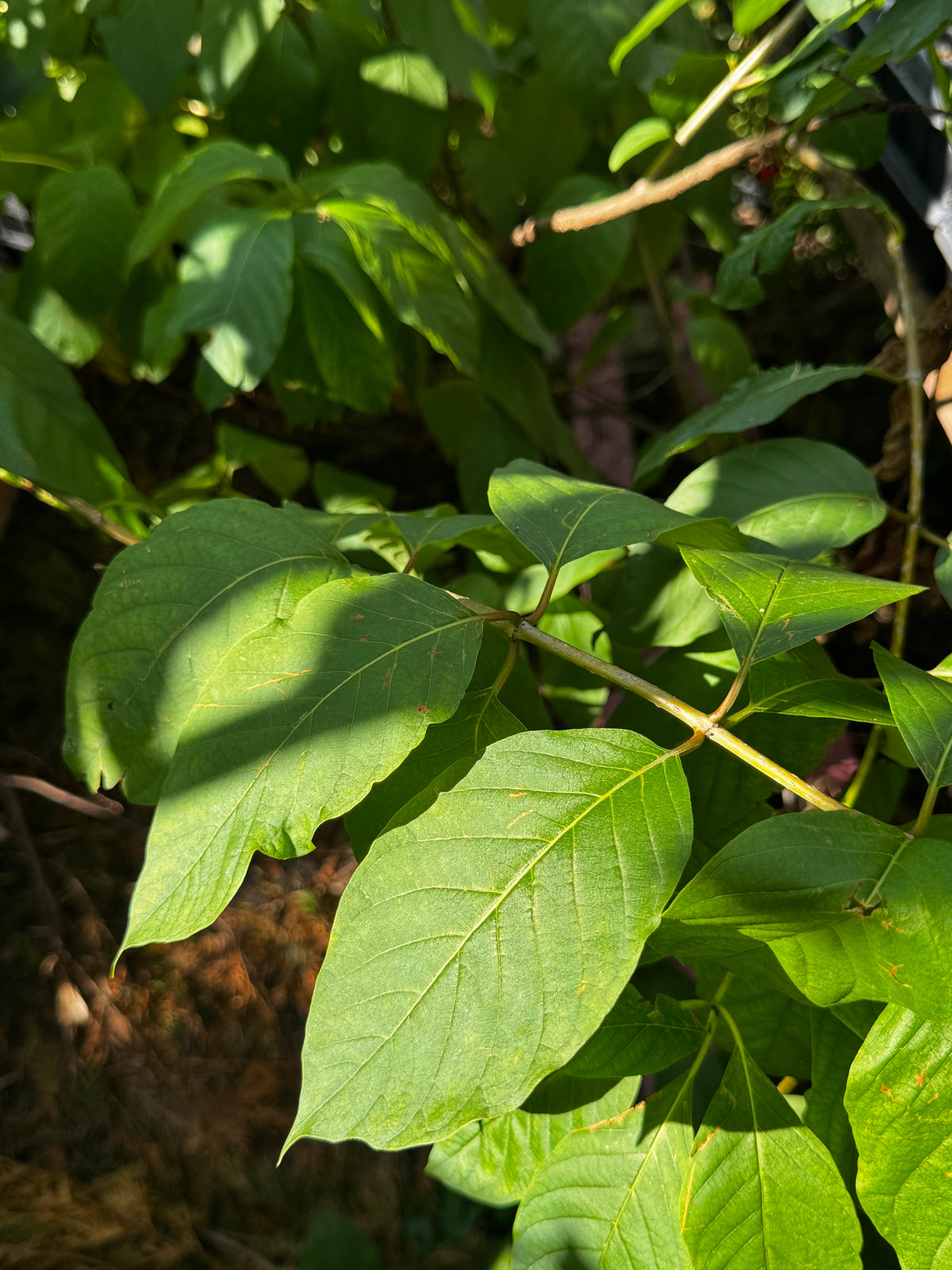 Buttonbush (Cephalanthus Occidentalis)