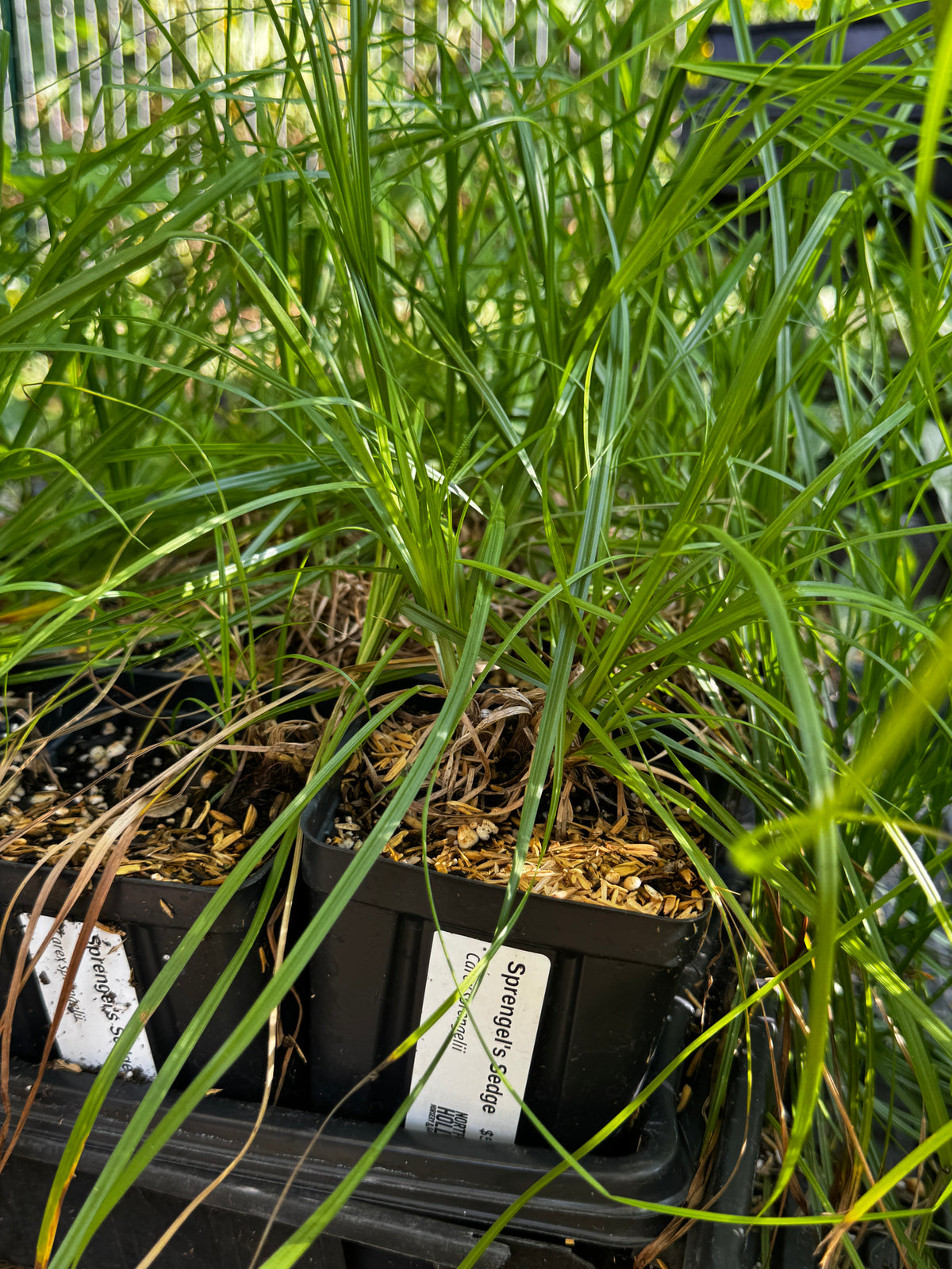 Sprengel's Sedge (Carex Sprengelii)