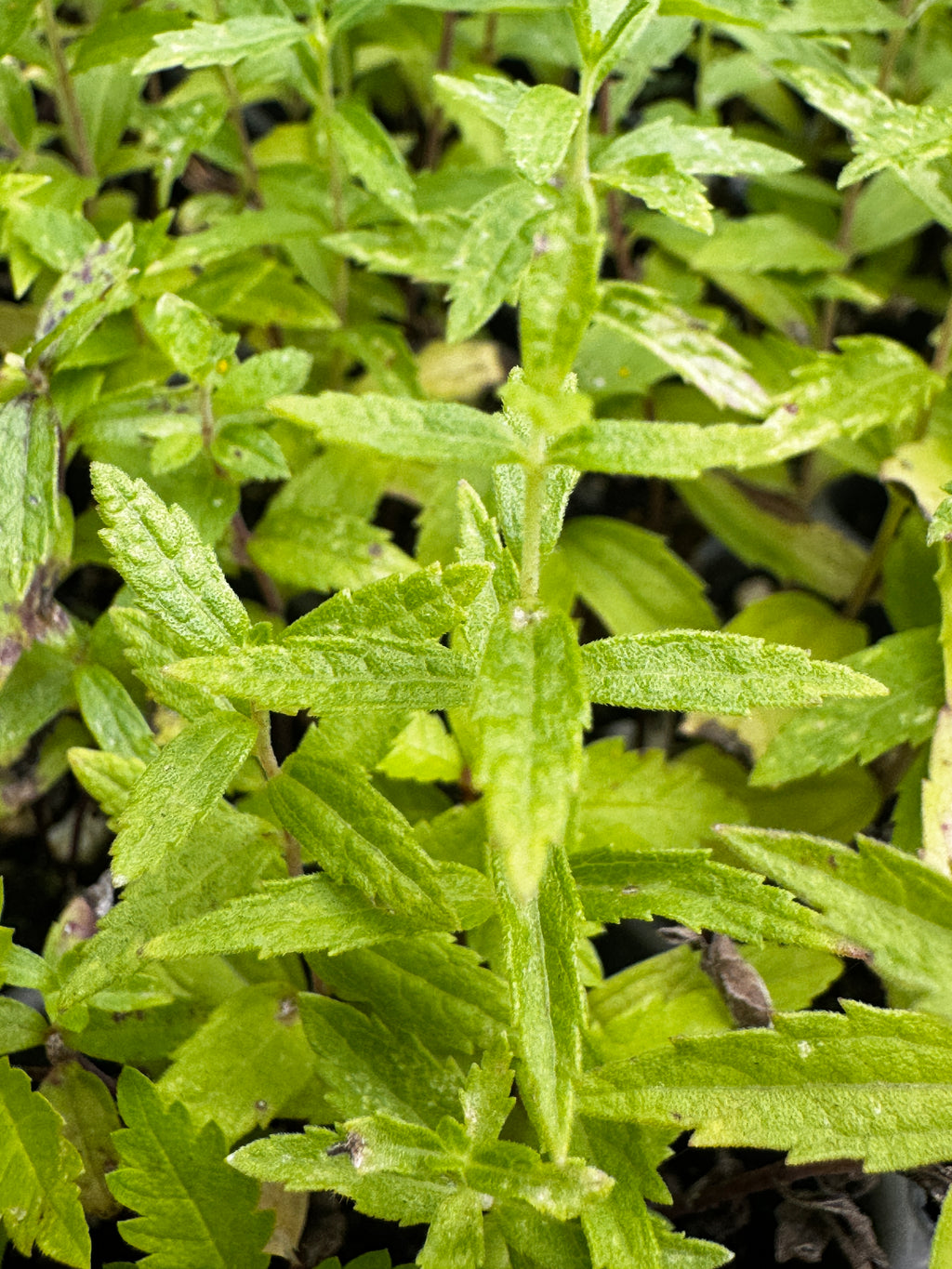 False Boneset (Brickellia Eupatorioides)