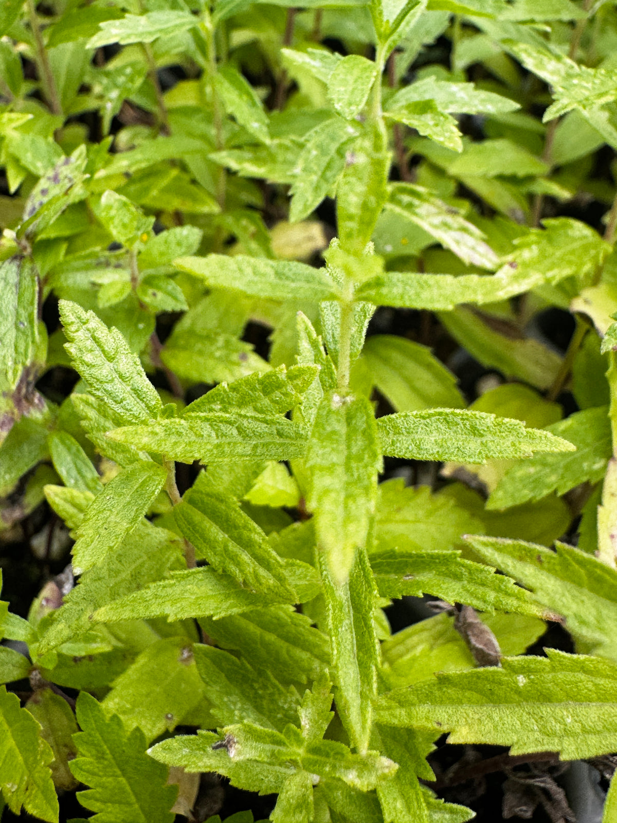 False Boneset (Brickellia Eupatorioides)
