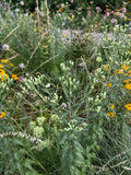 False Boneset (Brickellia Eupatorioides)