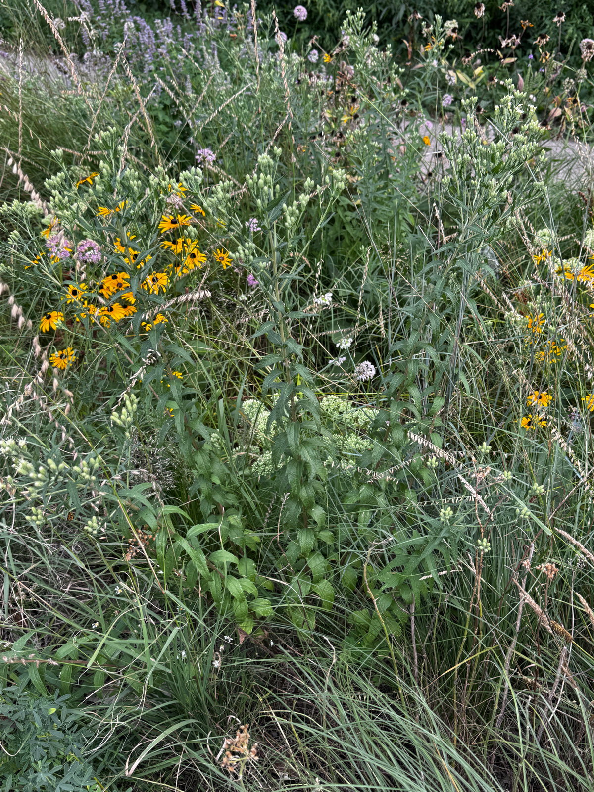 False Boneset (Brickellia Eupatorioides)