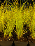 Yellow-fruit Sedge (Carex annectens)