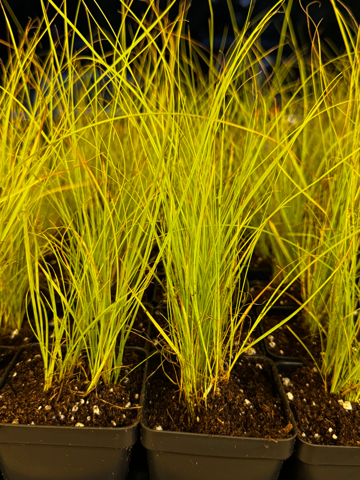 Yellow-fruit Sedge (Carex annectens)