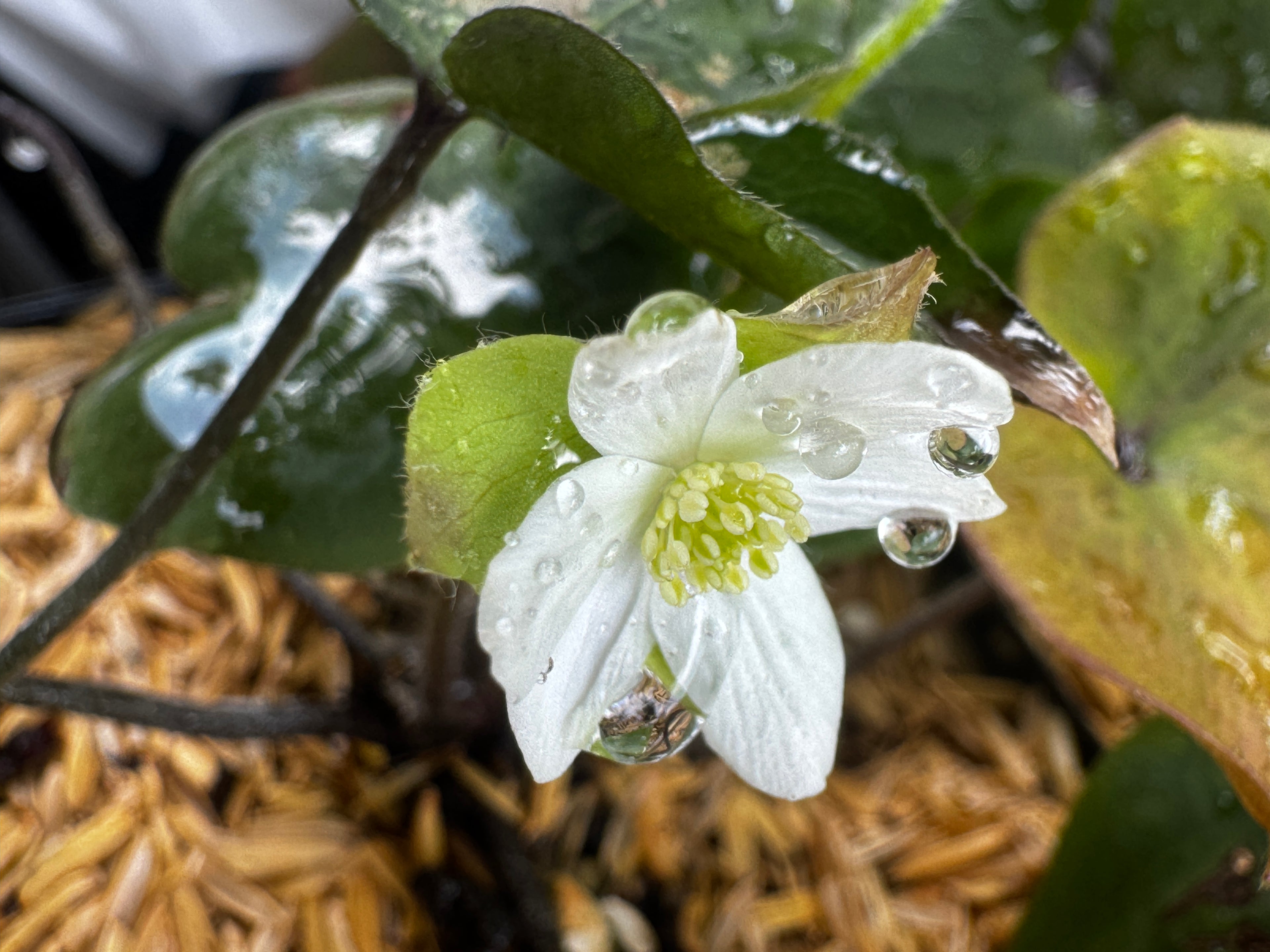 Sharp lobed Hepatica (Hepatica nobilis var. acuta)