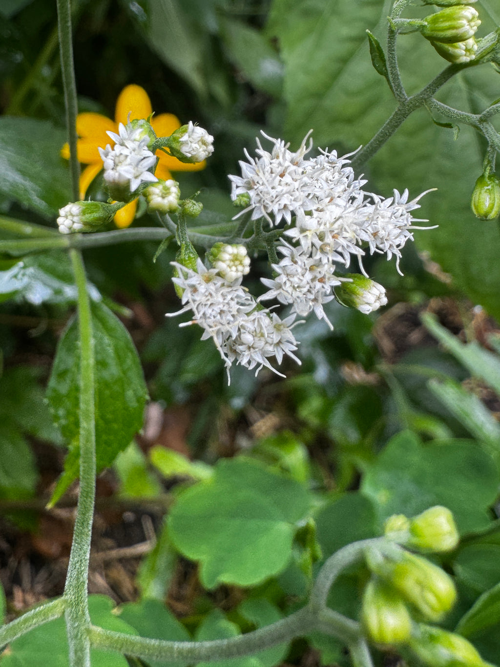 White Snakeroot (Ageratina Altissima)