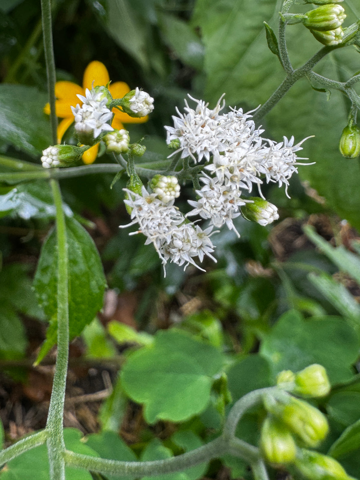 White Snakeroot (Ageratina Altissima)