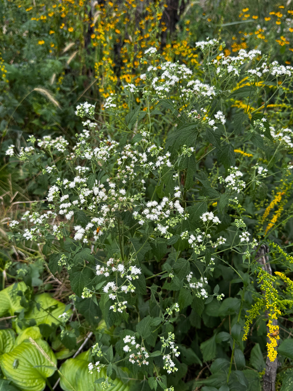 White Snakeroot (Ageratina Altissima)