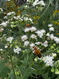 White Snakeroot (Ageratina Altissima)