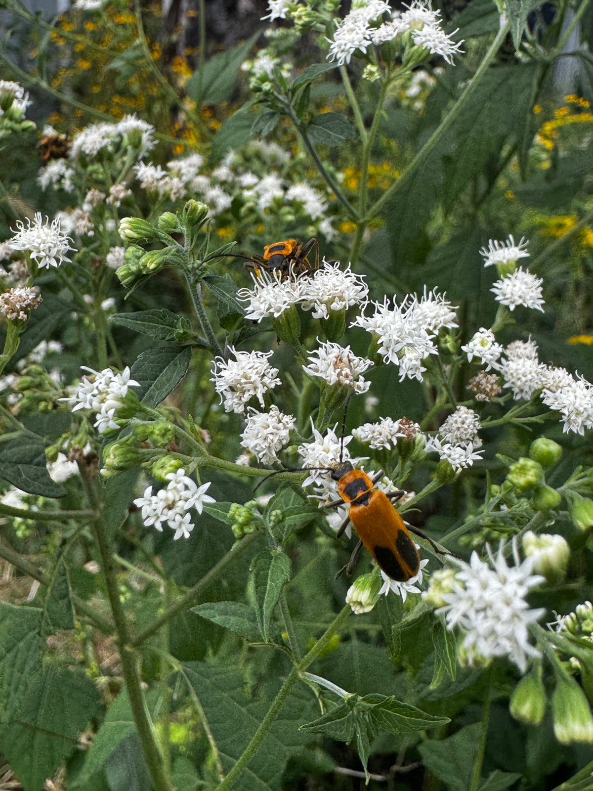 White Snakeroot (Ageratina Altissima)