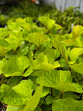 Great Indian Plantain (Arnoglossum Reniforme)