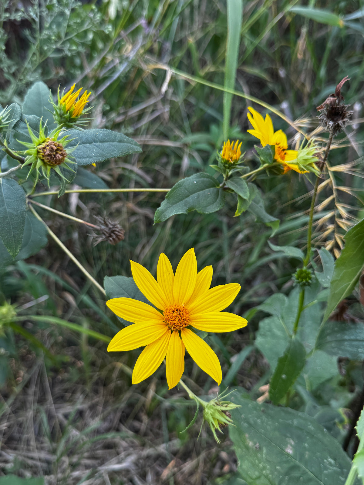 Woodland Sunflower (Helianthus Strumosus)