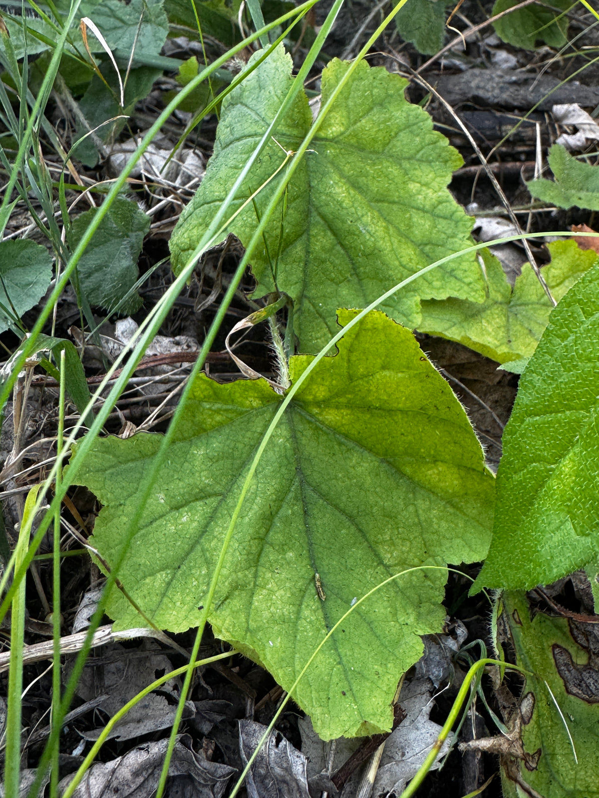 Twoleaf Miterwort (Mitella Diphylla)