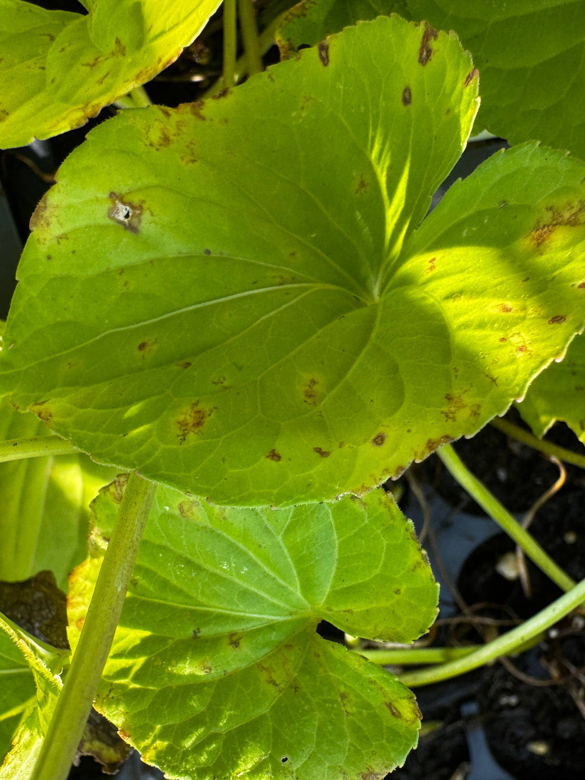 Marsh Violet (Viola Cucullata)