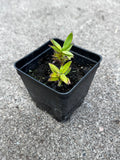 Bottle Gentian (Gentiana Andrewsii)