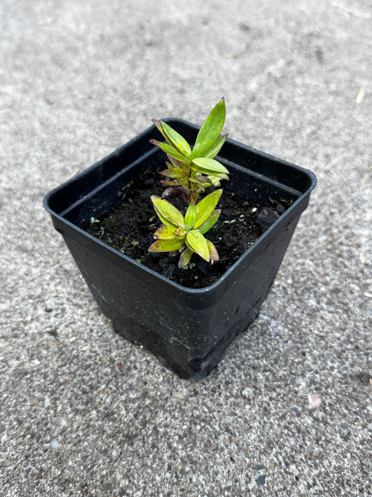 Bottle Gentian (Gentiana Andrewsii)