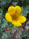 Shrubby Cinquefoil (Dasiphora fruiticosa)